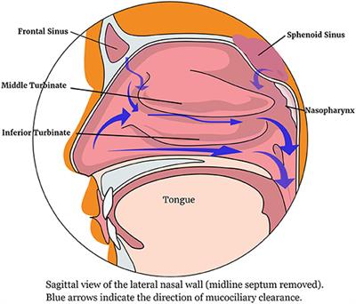 The Nose as a Route for Therapy: Part 1. Pharmacotherapy